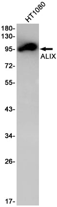 ALIX Rabbit Monoclonal Antibody