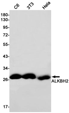ALKBH2 Rabbit Monoclonal Antibody