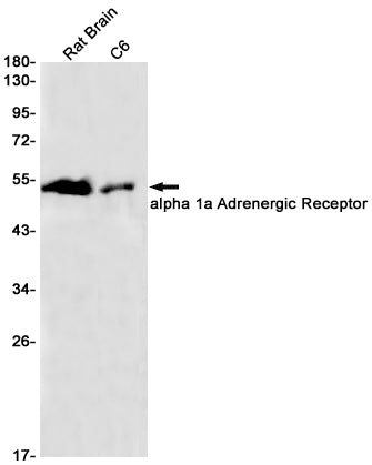 alpha 1a Adrenergic Receptor Rabbit Monoclonal Antibody