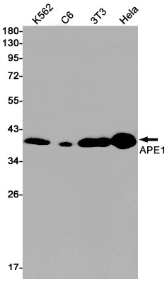 APE1 Rabbit Monoclonal Antibody