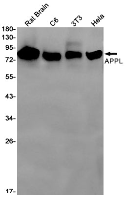 APPL Rabbit Monoclonal Antibody