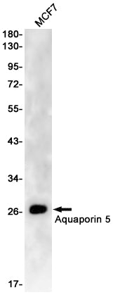 Aquaporin 5 Rabbit Monoclonal Antibody