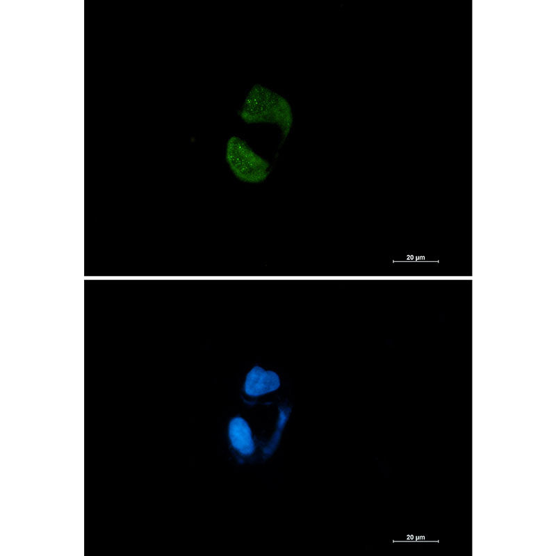 Argonaute 2 Rabbit Monoclonal Antibody