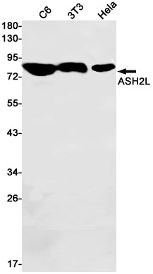 ASH2L Rabbit Monoclonal Antibody