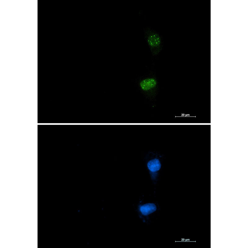 Phospho-ATF2 (Thr71) Rabbit Monoclonal Antibody