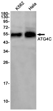 ATG4C Rabbit Monoclonal Antibody