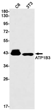 ATP1B3 Rabbit Monoclonal Antibody