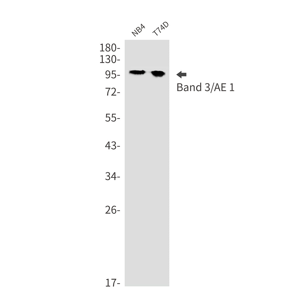 Band 3 Rabbit Monoclonal Antibody