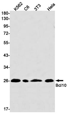 Bcl10 Rabbit Monoclonal Antibody