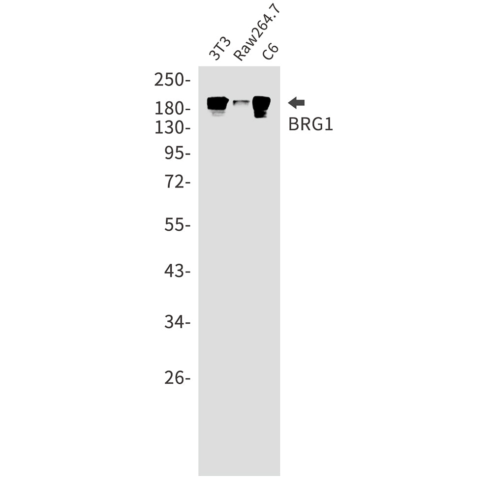 BRG1 Rabbit Monoclonal Antibody