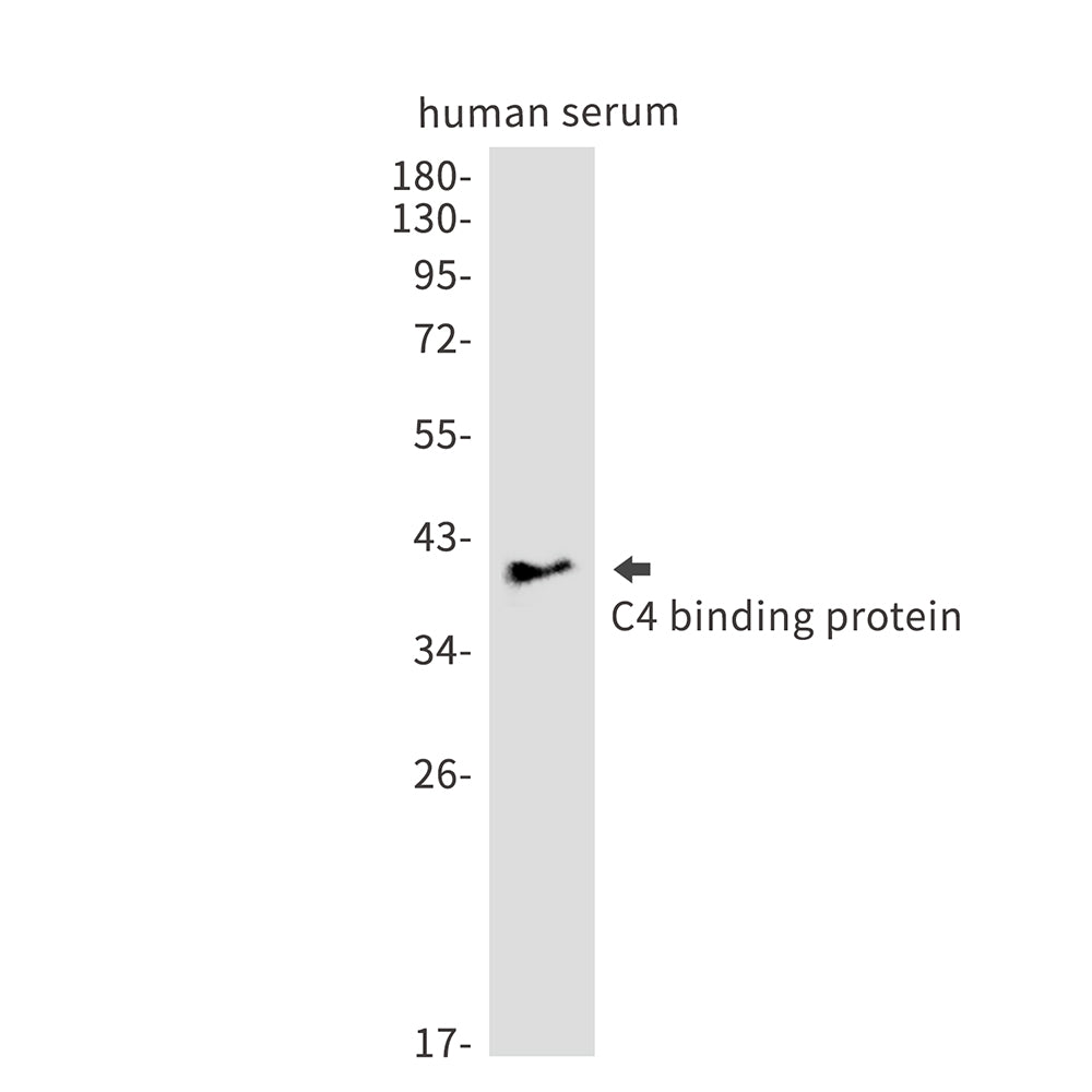 C4 Binding Protein Rabbit Monoclonal Antibody