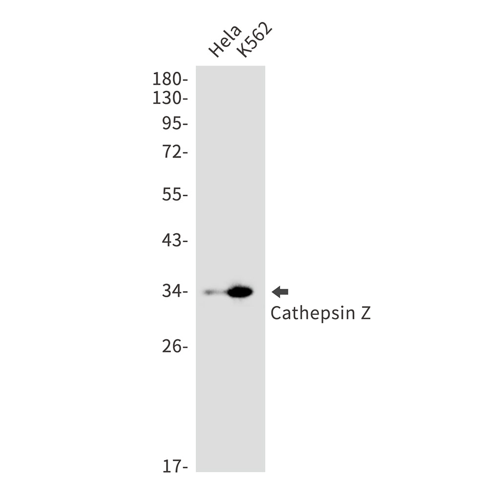 Cathepsin Z Rabbit Monoclonal Antibody
