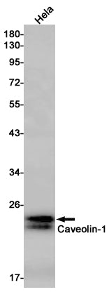 Caveolin 1 Rabbit Monoclonal Antibody