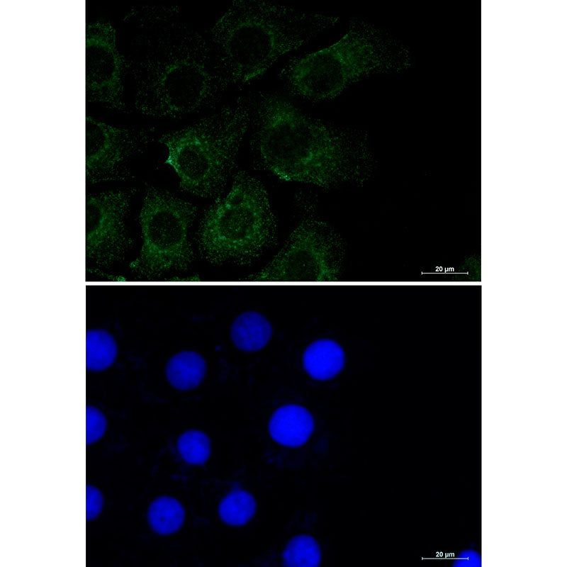 Caveolin 2 Rabbit Monoclonal Antibody
