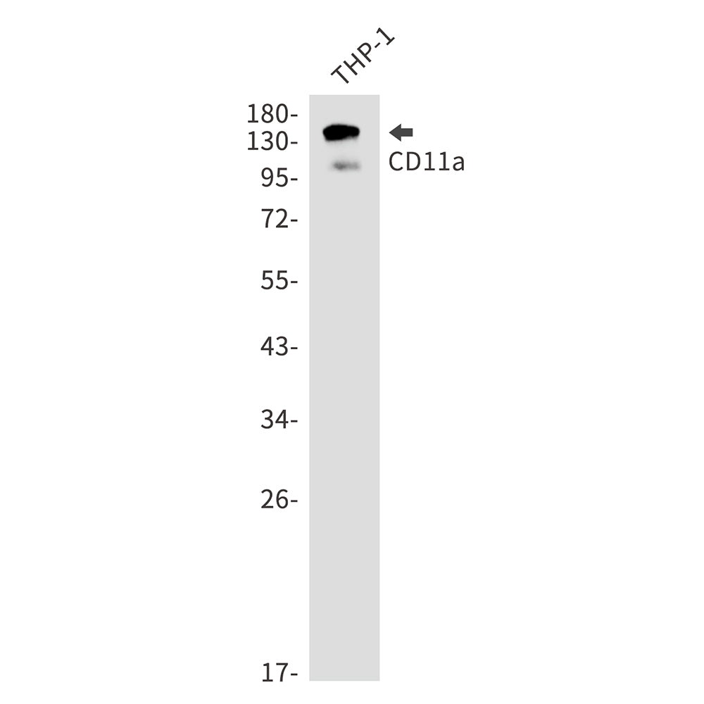 Integrin alpha L Rabbit Monoclonal Antibody