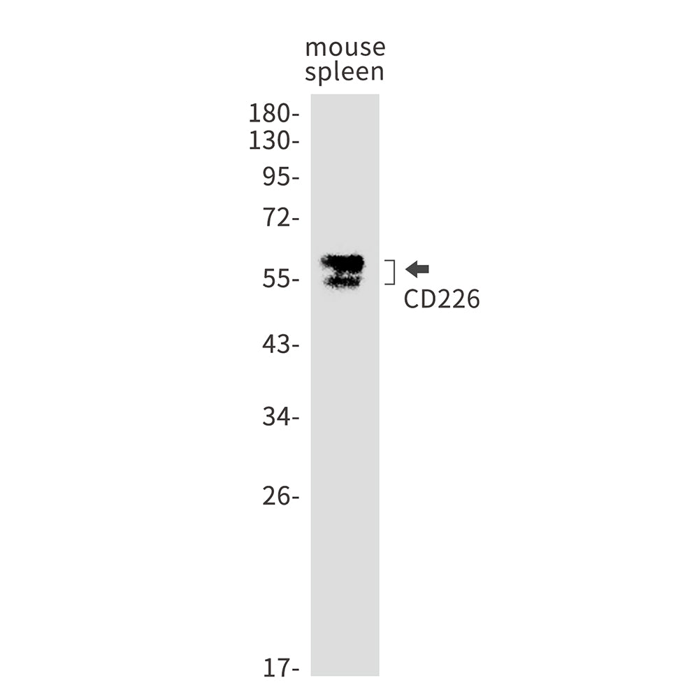 CD226 Rabbit Monoclonal Antibody