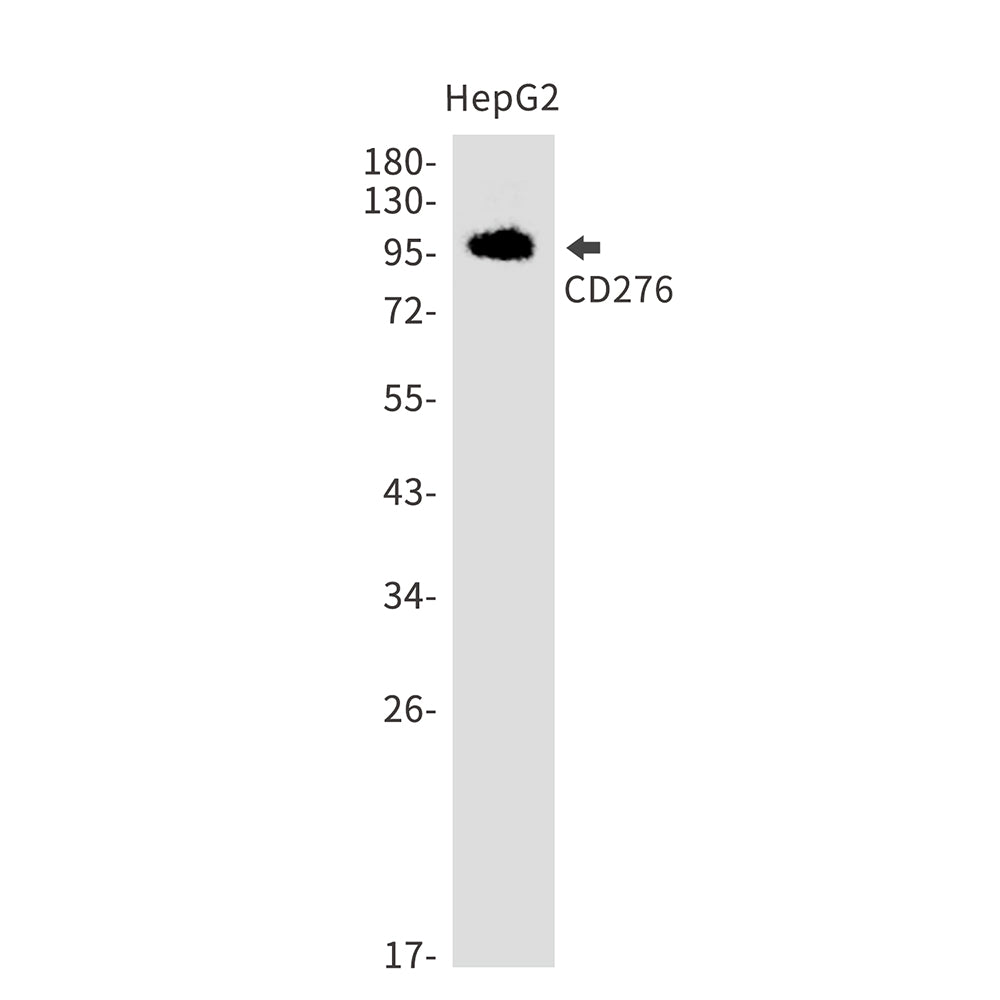 CD276 Rabbit Monoclonal Antibody