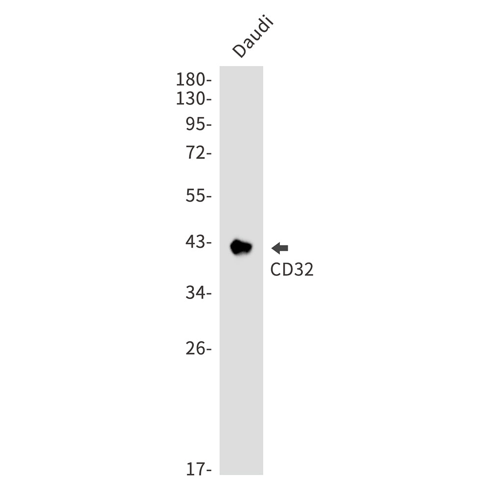 CD32 Rabbit Monoclonal Antibody