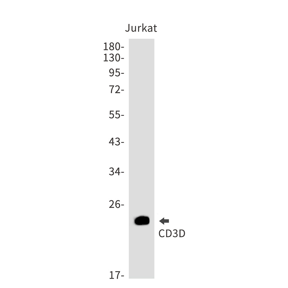 CD3D Rabbit Monoclonal Antibody