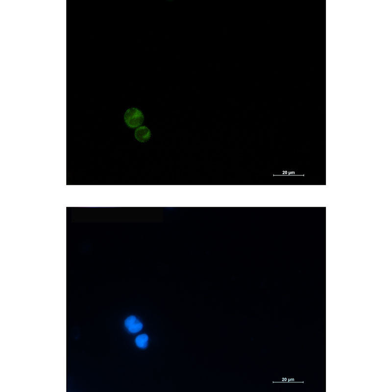 CD3G Rabbit Monoclonal Antibody