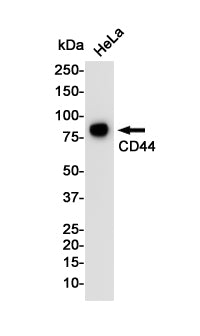CD44 Rabbit Monoclonal Antibody