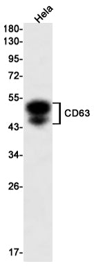 CD63 Rabbit Monoclonal Antibody