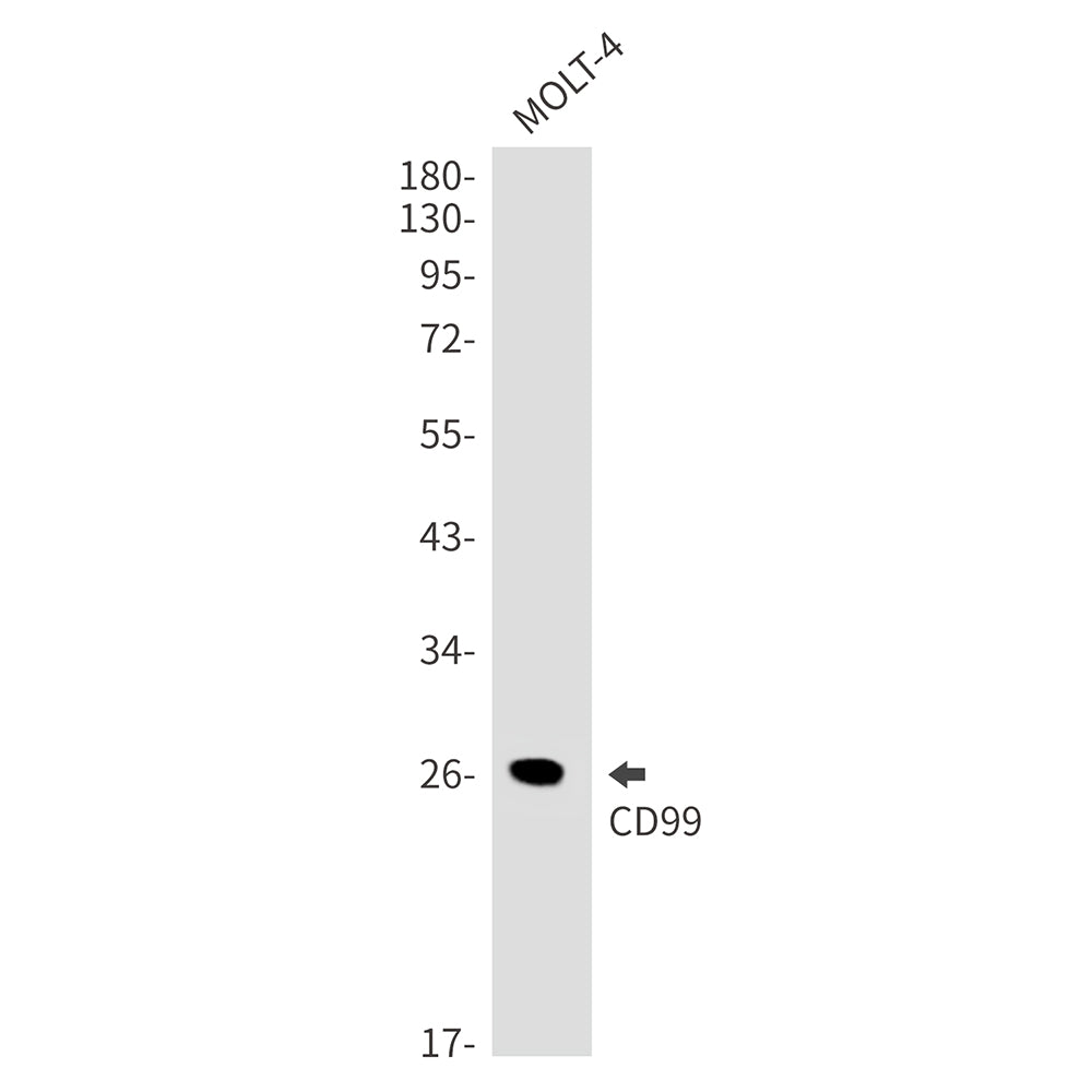 CD99 Rabbit Monoclonal Antibody