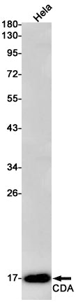 CDA Rabbit Monoclonal Antibody