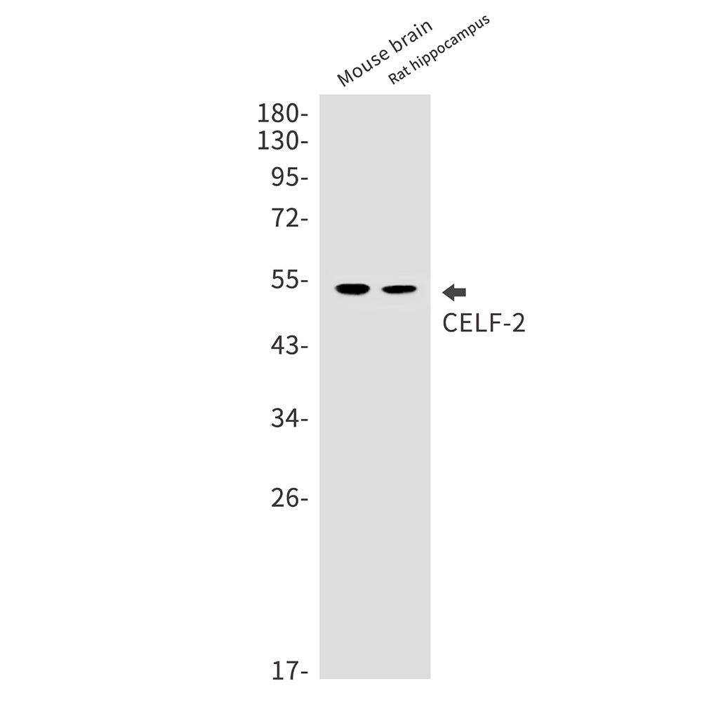 CELF2 Rabbit Monoclonal Antibody