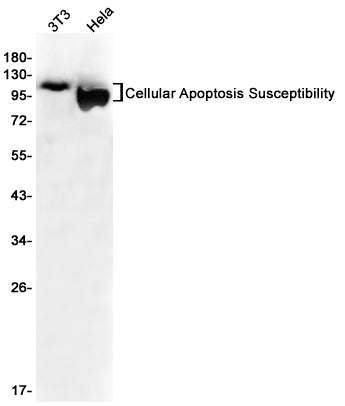 Cellular Apoptosis Susceptibility Rabbit Monoclonal Antibody