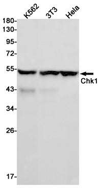 Chk1 Rabbit Monoclonal Antibody
