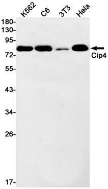CIP4 Rabbit Monoclonal Antibody