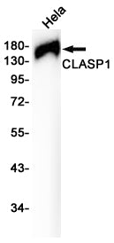 CLASP1 Rabbit Monoclonal Antibody
