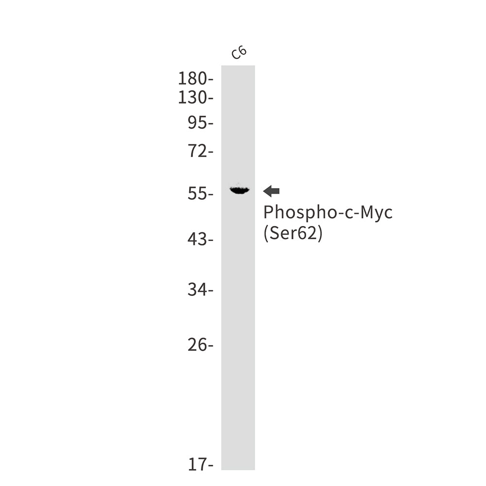 Phospho-c-Myc (Ser62) Rabbit Monoclonal Antibody