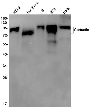 Cortactin Rabbit Monoclonal Antibody