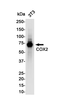 Cyclooxygenase 2 Rabbit Monoclonal Antibody