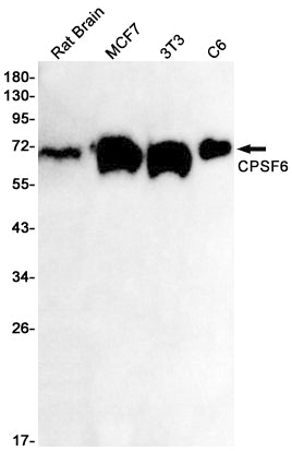 CPSF6 Rabbit Monoclonal Antibody