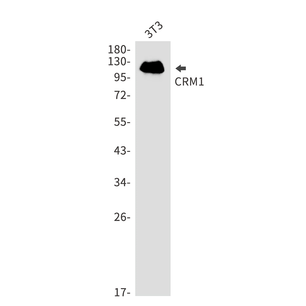 CRM1 Rabbit Monoclonal Antibody