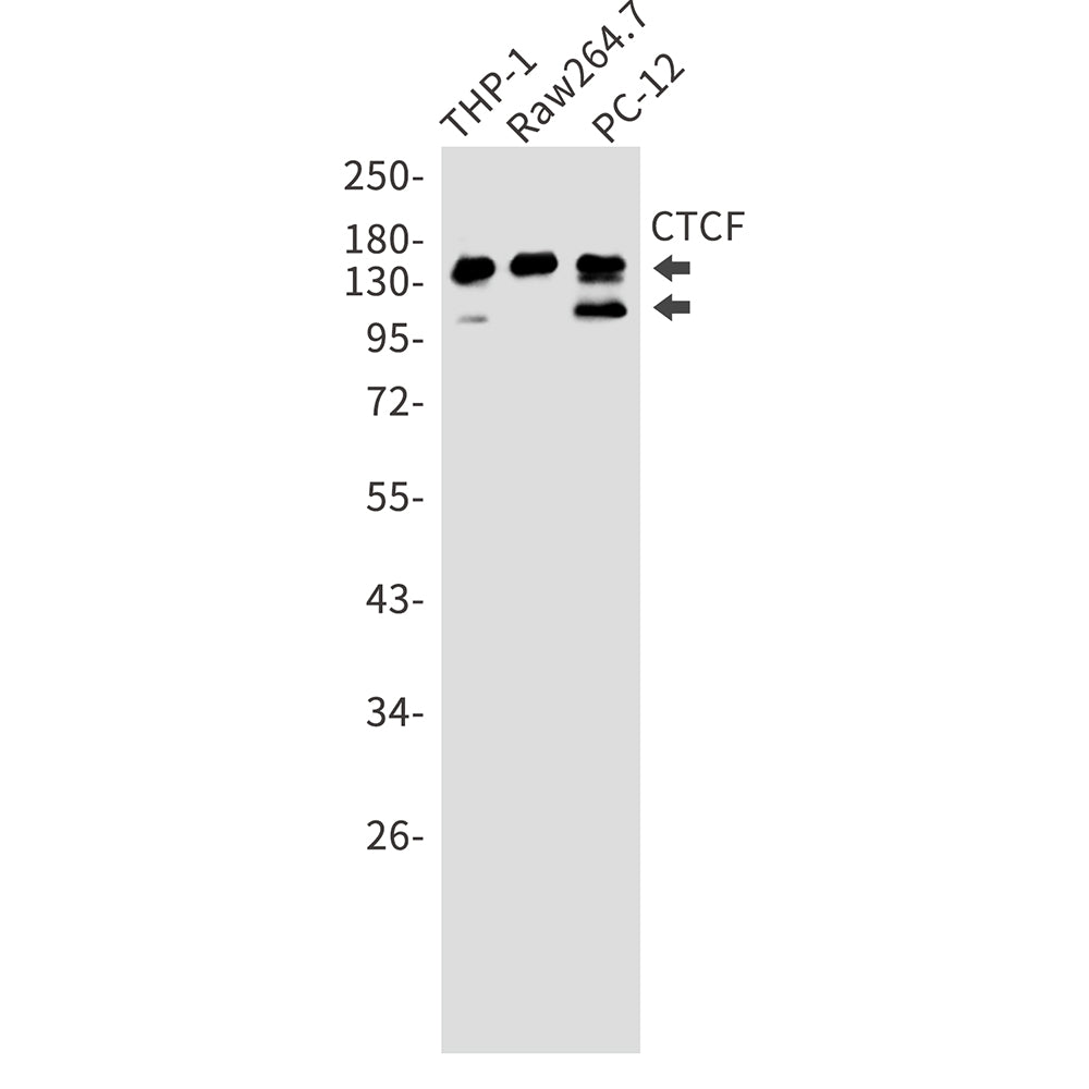 CTCF Rabbit Monoclonal Antibody