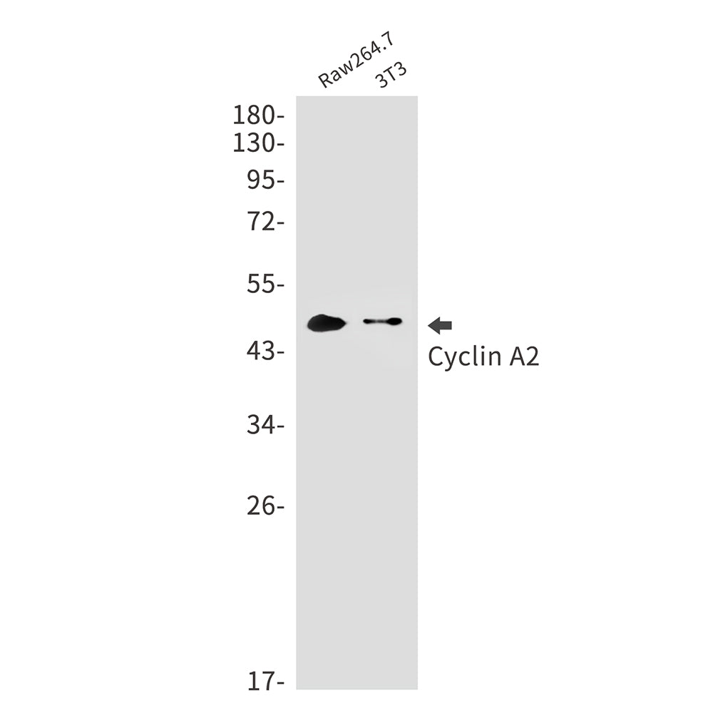 Cyclin A2 Rabbit Monoclonal Antibody