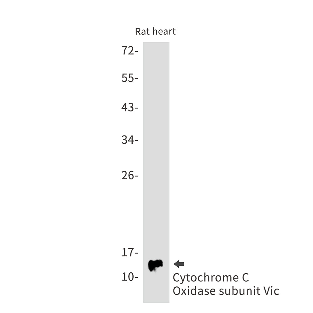 Cytochrome C Oxidase subunit Vic Rabbit Monoclonal Antibody