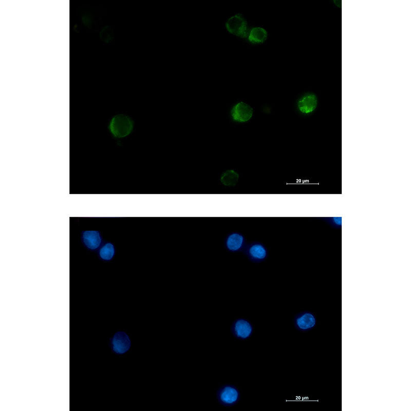 Cytochrome C Rabbit Monoclonal Antibody