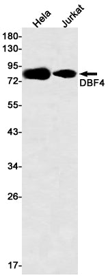 DBF4 Rabbit Monoclonal Antibody
