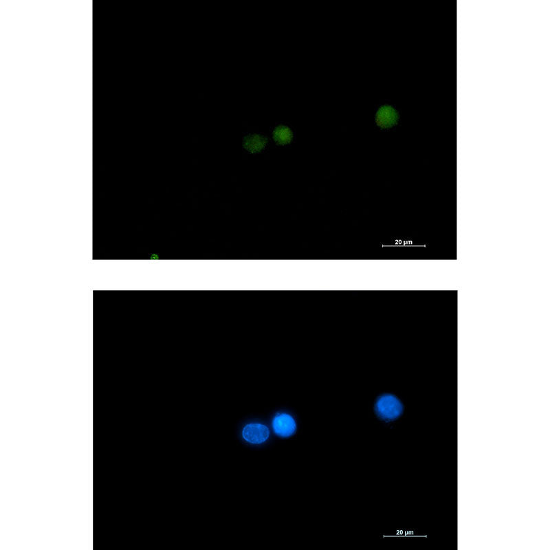DGCR8 Rabbit Monoclonal Antibody