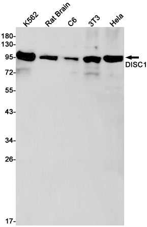 DISC1 Rabbit Monoclonal Antibody