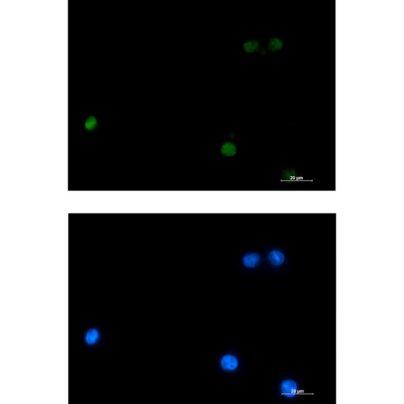 DLX4 Rabbit Monoclonal Antibody