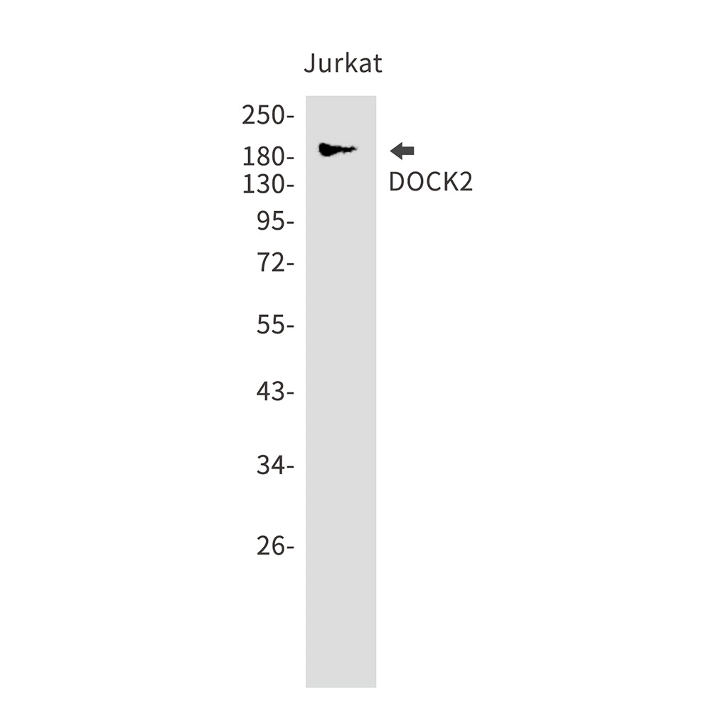 DOCK2 Rabbit Monoclonal Antibody