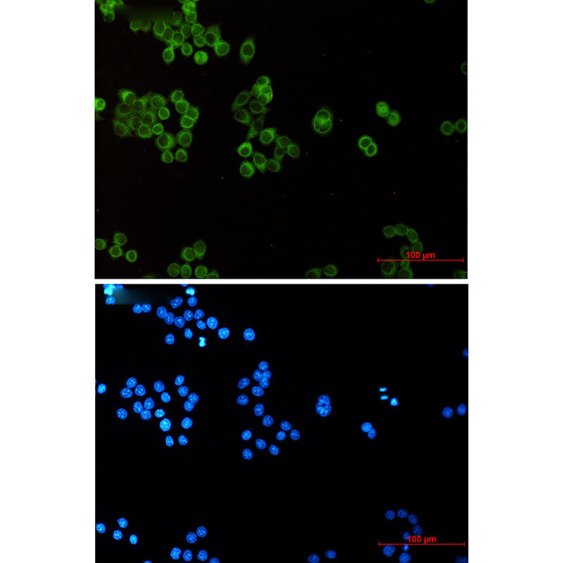 EHD1 Rabbit Monoclonal Antibody