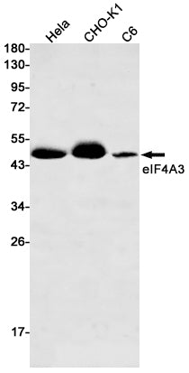 eIF4A3 Rabbit Monoclonal Antibody