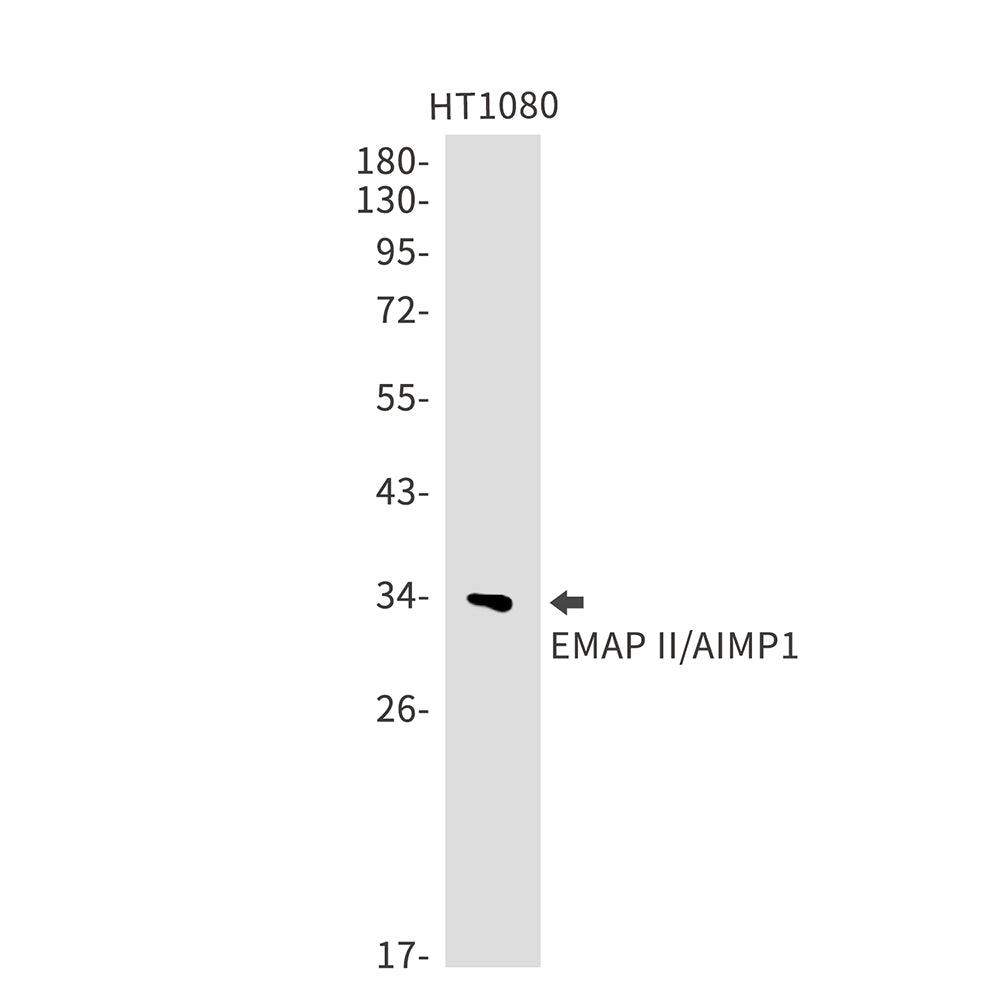 EMAP II Rabbit Monoclonal Antibody